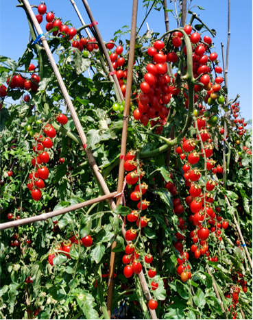 地康源肥料：讓紅貴人番茄的“天賦”，結(jié)出更驚艷的豐收